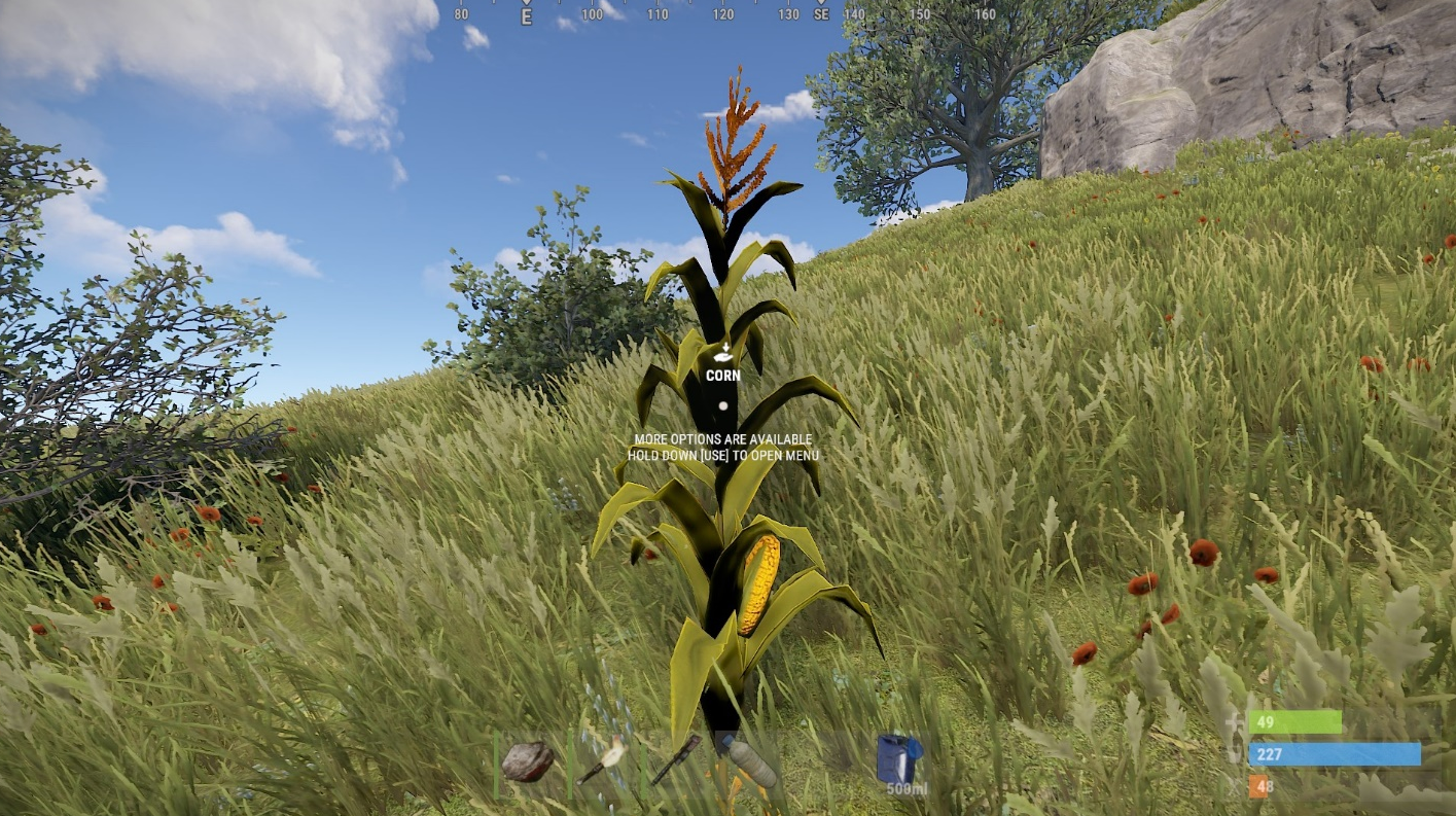 Corn Seed.png
